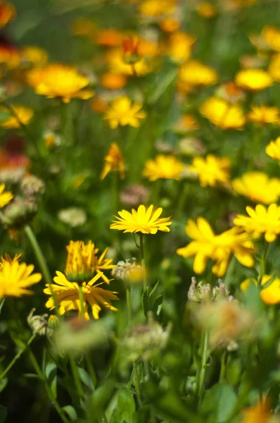 夏の庭の黄色の花 — ストック写真