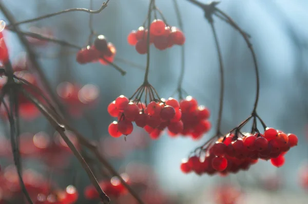 Ripe Kalina Berries Autumn Sunny Weather — Stock Photo, Image