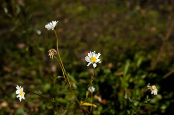 Último Asentamiento Manzanilla Plena Belleza — Foto de Stock