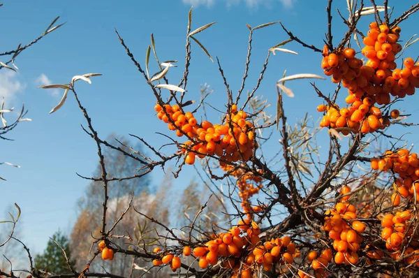 秋天收获的沙棘浆果 — 图库照片