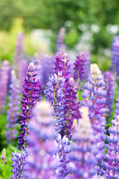 Blau Violette Feldblumen — Stockfoto