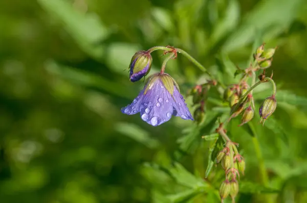 Fältblomma Klocka Efter Regn — Stockfoto