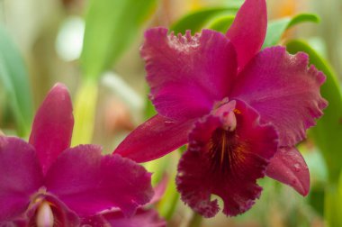 Bahçedeki orkide çiçekleri