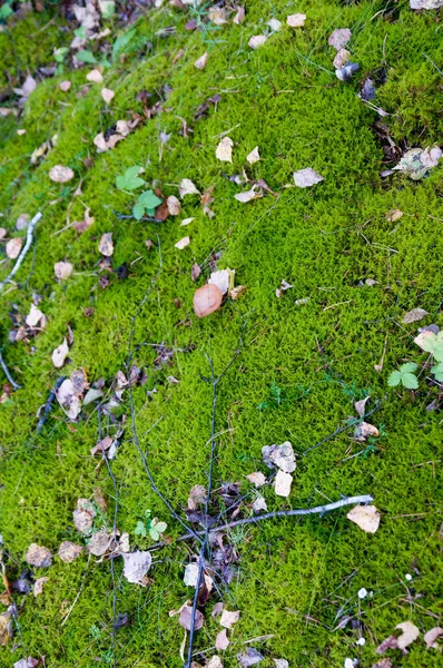 Bosque Podría Con Setas — Foto de Stock