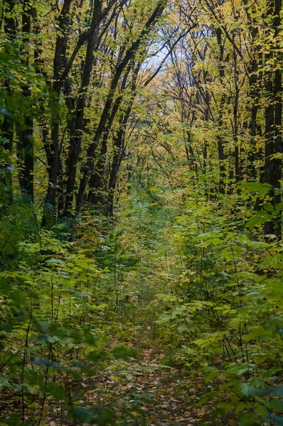 Autumn Overgrown Forest Track — Stock Photo, Image