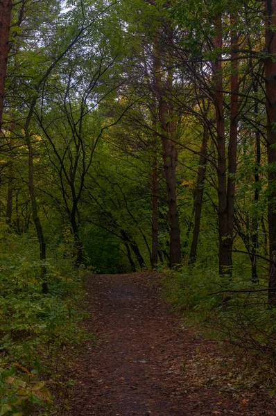 Otoño Alea Parque — Foto de Stock