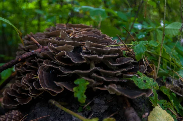 Champignon Ondulé Dans Forêt Sur Dever — Photo