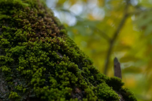 Moss Tronco Árbol Viejo — Foto de Stock