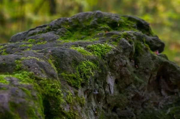 녹색 이끼 속의 돌 로열티 프리 스톡 사진