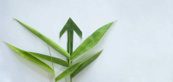 Arrow showing progression through eco green bamboo