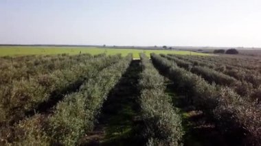 Eşit ekilmiş zeytin ağaçlarının üzerine bakın. Kumlu yol bir zeytin koruluğundan geçiyor. Toprak yolun ötesinde yeşil çim tarlası ve sulama sistemi var.