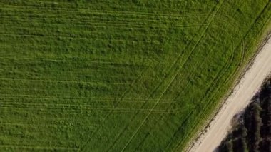 Yeşil çimenli ve zeytin ağaçlı İHA 'dan en iyi görüntü. Toprak yol tarlayı geçer. Traktör izleri çimenlerde görülebilir..