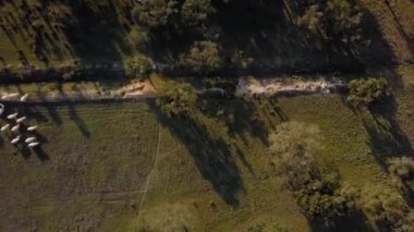 Çiftlikte beyaz otlayan ineklerle dolu bir arazide tepeden aşağı hava manzarası. Yeşil ağaçlar