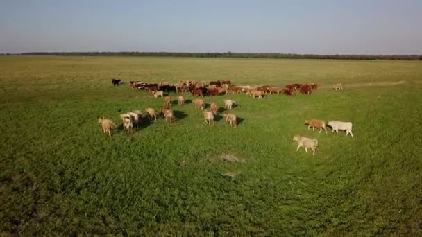 Drone zicht boven het veld met rennende kudde koeien. Vers groen gras — Stockvideo