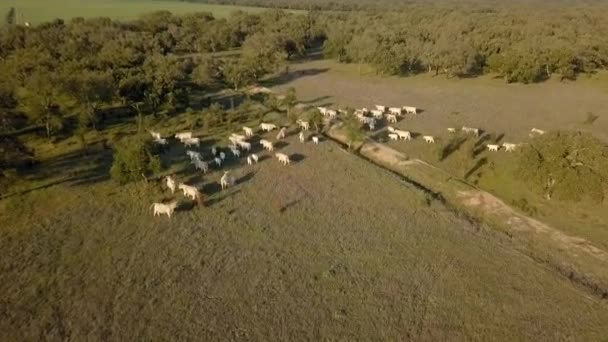 Вид зверху на поле з білими коровами на ранчо. Зелені дерева і трава — стокове відео