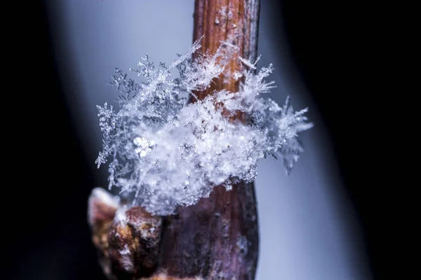 Zachte rijm in de ochtend op een boomtak, sneeuw macro fotografie — Stockfoto