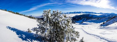 Kışın dağ manzarası karla kaplı dağlar çam ağacı ile