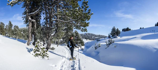 Mujer joven raquetas de nieve / senderismo en Canadá en el backcountry. bosque de paisaje de invierno en un día soleado, cielo azul en la nieve profunda . Imagen De Stock