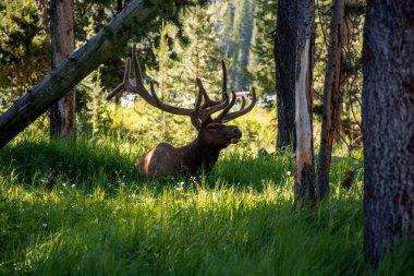 Yellowstone Ulusal Parkı, Wyoming, Amerika Birleşik Devletleri 'ndeki ormandaki bir geyiğe yaklaş.