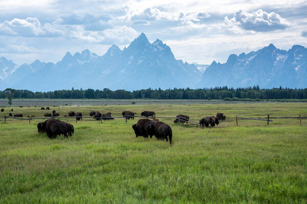 panoramic picture of bisons / buffalos on the meadow on a sunny day