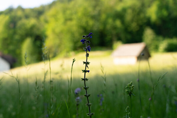 Посадить с пурпурными цветами и нечетким фоном с большим количеством цветов и небольшим домиком.
