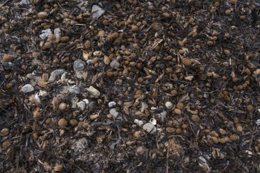 Posidonia oceanica, Akdeniz otonom su bitkisi, Es Trenc plajı, Mayorka, Balearic Adaları. Arkaplan ve dokulu estetik.