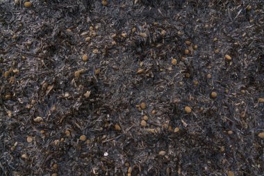 Posidonia oceanica, Akdeniz otonom su bitkisi, Es Trenc plajı, Mayorka, Balearic Adaları. Arkaplan ve dokulu estetik.