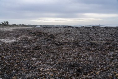 Majorca manzarası Akdeniz seyahat rotası. Posidonia Oceanica 'nın birikiminin yakın görüntüsü, otonom su bitkisi. Es Trenc plajı ve doğal park.