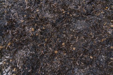 Posidonia oceanica, Akdeniz otonom su bitkisi, Es Trenc plajı, Mayorka, Balearic Adaları. Arkaplan ve dokulu estetik.