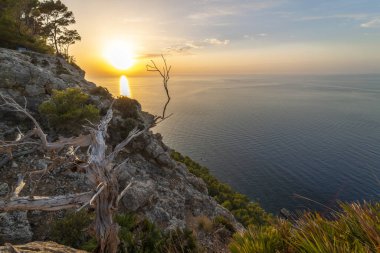 Sierra de Tramontana 'da, günbatımında, Banyalbufar bölgesinde, Mayorka' da, kıyı manzarasında yapraksız ölü bir ağaç.