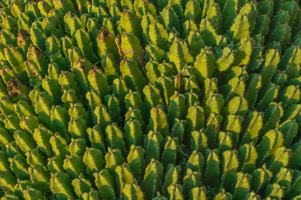 Gün Batımında Kaktüs Bitkisi Şablon Arkaplan Işık Gölgelerin Büyük Kontrastlı — Stok fotoğraf