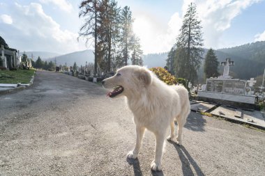 Romanya 'daki Setu Sinaia Mezarlığı' ndaki güzel Labrador köpeğinin profil portresi.