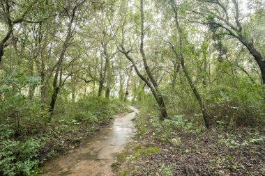 Yapraksız bir ormanı geçmek, Ses Fonts Ufanes 'e ait olmak, Mallorca' da doğal su cazibesi.
