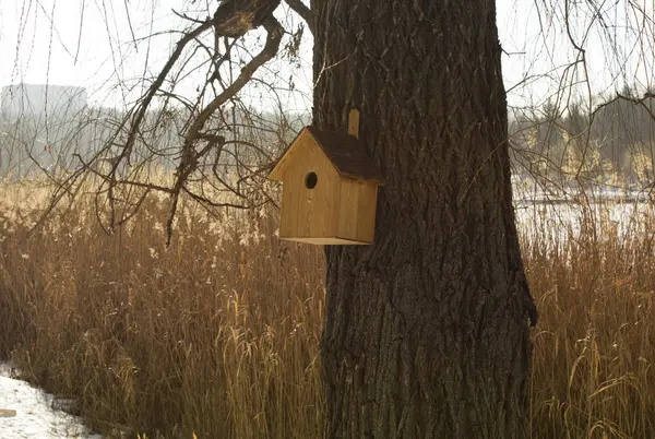 Пташиний Будинок Коробка Гніздування Дереві — стокове фото