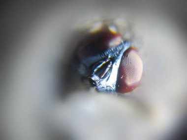 Cepheden gelen bir sineğin komik yüzü. makro