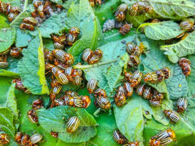 Colorado patates böceği yaprağın üzerinde sürünüyor.