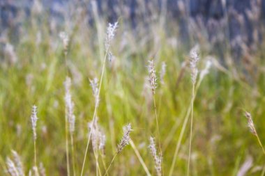 çayır arkaplan dokusunda çim kuru saman