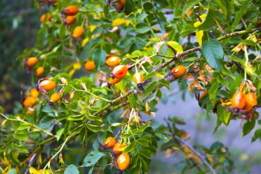 Güneşli sonbahar sabahında kırmızı böğürtlenlerin yakın çekimi.