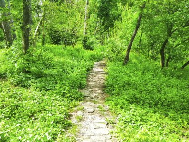 Yeşil bahar parkı yolu 