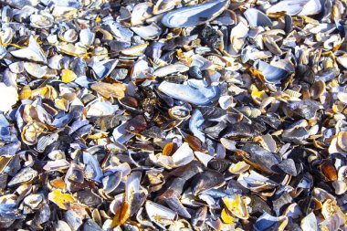 deniz kabukları, deniz kabukları arka plan dokusu