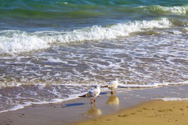 Martı kuşu dalga denizinde kalır