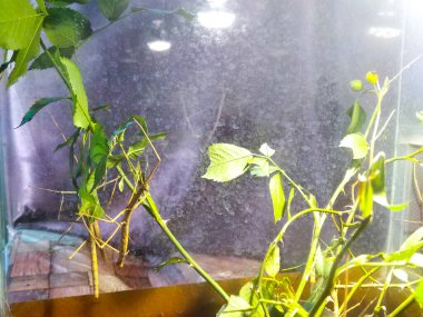 Çubuk çekirgesi veya Phasmatodea (Phasmatodea veya Phasmatoptera) olarak da bilinir.. 