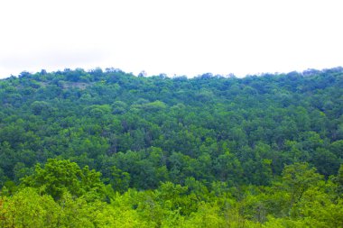 Şafak vakti dağ ormanı, havada hafif bir sis. Tepelerin manzaralı manzarası. Orman manzarası