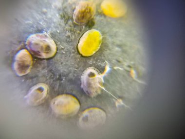 Yakın plan, makro, böcek yumurtaları, doğa.