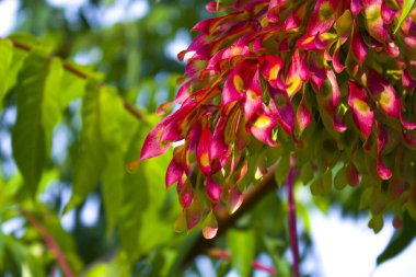 sumac ağacı çiçekleri doğayı dallandırır 