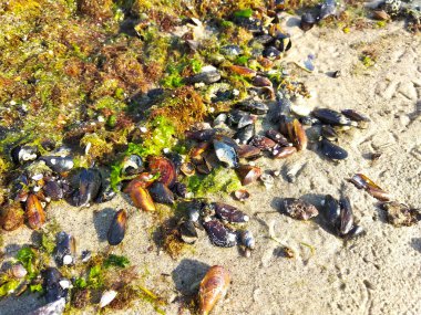 Deniz kenarında deniz yosunu ve deniz yosunlarıyla kum