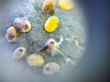 Yakın plan, makro, böcek yumurtaları, doğa.