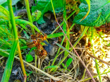 Colorado patates böceği yaprağın üzerinde sürünüyor.