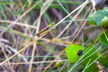 Kuru yaprak üzerinde çekirge.