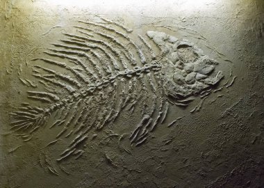 Kum rengi bir duvarın solundaki tarih öncesi bir balık iskeletinin fotoğrafı.